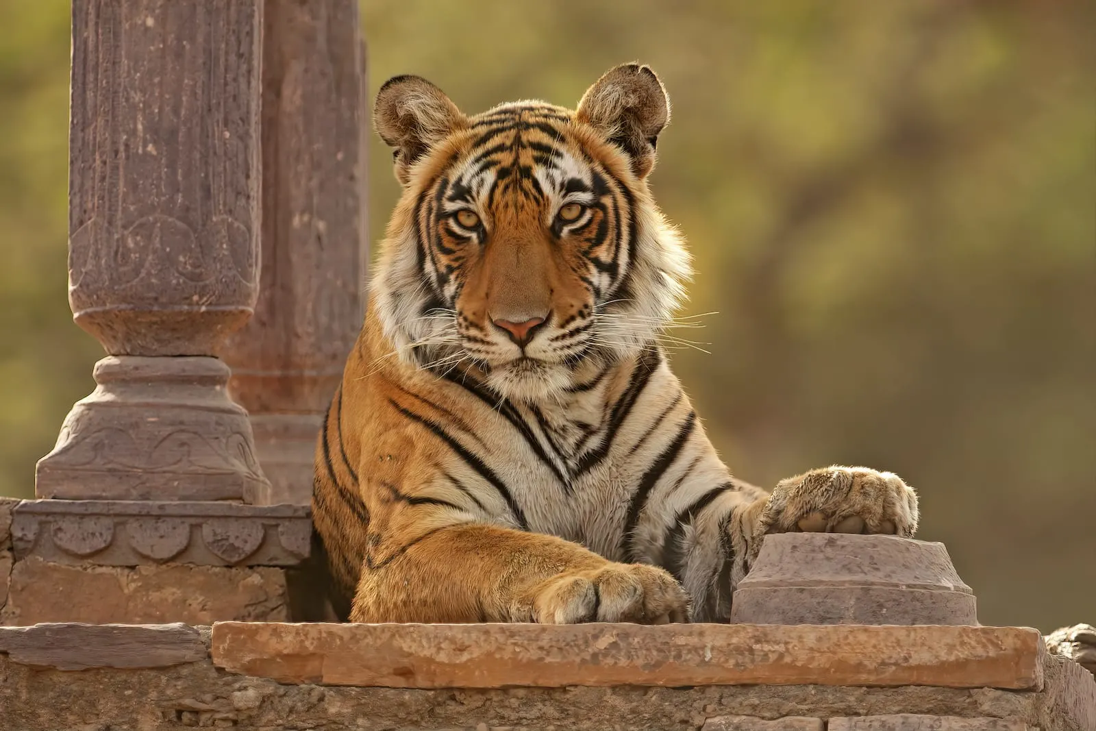 Tiger Safari in India: Best National Parks